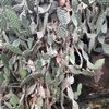 Opuntia engelmannii var. linguiformis | Cow's tongue cactus